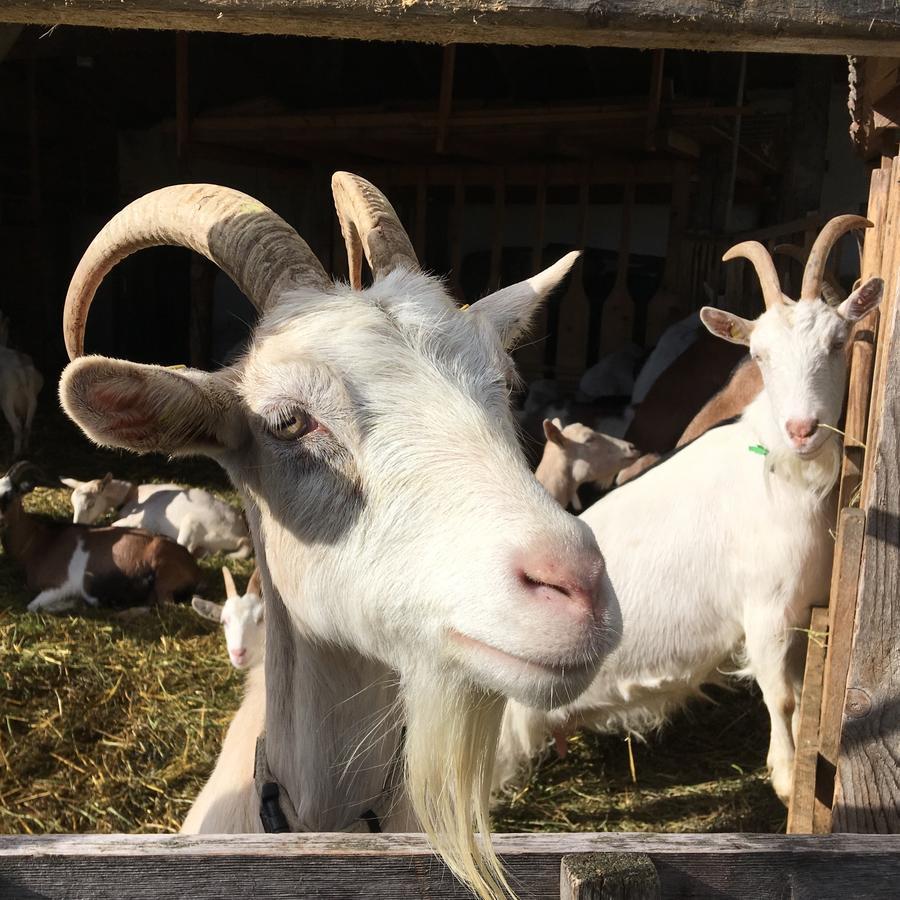 Am Ziegenhof Appartamento